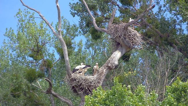 Störche nisten in einem Baum