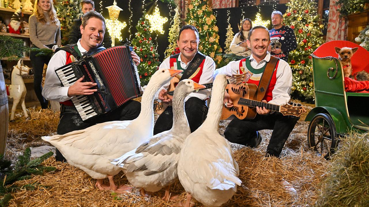 Die jungen Zillertaler  in Tracht spielen zwischen Weihnachtsdekoration und mehreren Gänsen in einer festlich geschmückten Scheune.