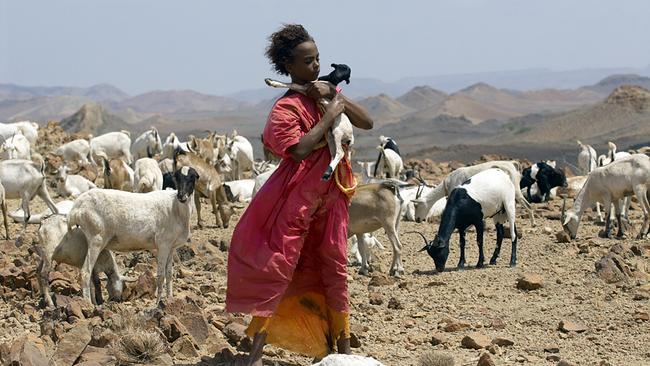Soraya Omar-Scego in roter Kleidung hält ein Zicklein in einer felsigen Landschaft in Somalia mit einer großen Herde Ziegen im Hintergrund.
