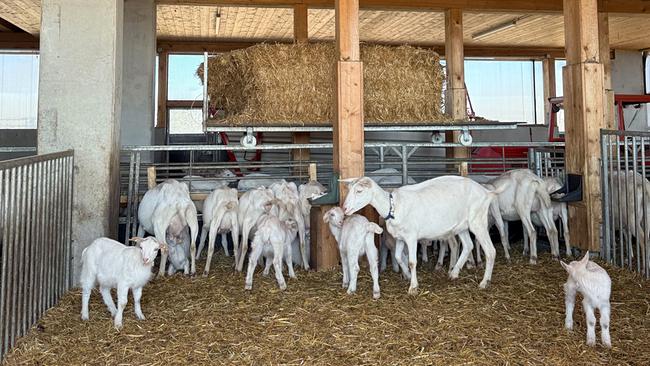 Die Neo-Landwirte Martina und Rudolf Kutschera tauschten ihre Schreibtische gegen ihren Lebenstraum und führen heute einen modernen Ziegenhof