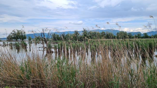 Naturschutzgebiet Rheindelta: Schleienloch