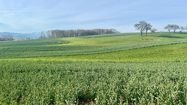 Weite, hügelige Landschaft mit grünen Feldern und einzelnen Bäumen unter blauem Himmel bei Wieselburg