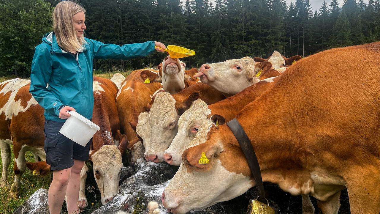 Eveline Seidl auf einer Alm mit mehreren braun-weißen Kühen vor einer bewaldeten Bergkulisse.