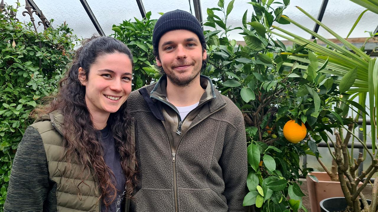 Heinz-Peter Schindler und Lisa Wagner stehen in ihrem Gewächshaus vor Orangenbäumen.