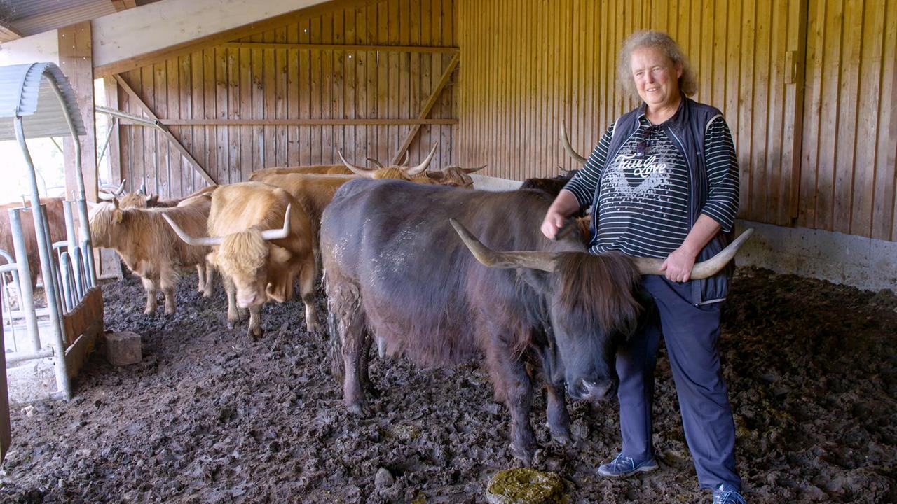 © ORF/Ab Hof TV Produktion Irina Orlicek streichelt im Stall ein schottisches Hochlandrind mit langen Hörnern weitere Tiere im Hintergrund.