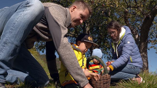 Apfelernte Biobauernhof Trenk: Eltern und Kinder sammeln Äpfel.