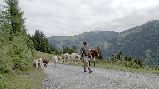 Bei feuchter Hitze machen sich Josef Rieser und seine Kühe auf den Weg zur Präau-Hochalm 