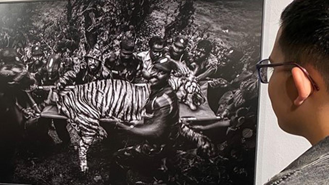 Miodrag: Der betäubte Tiger