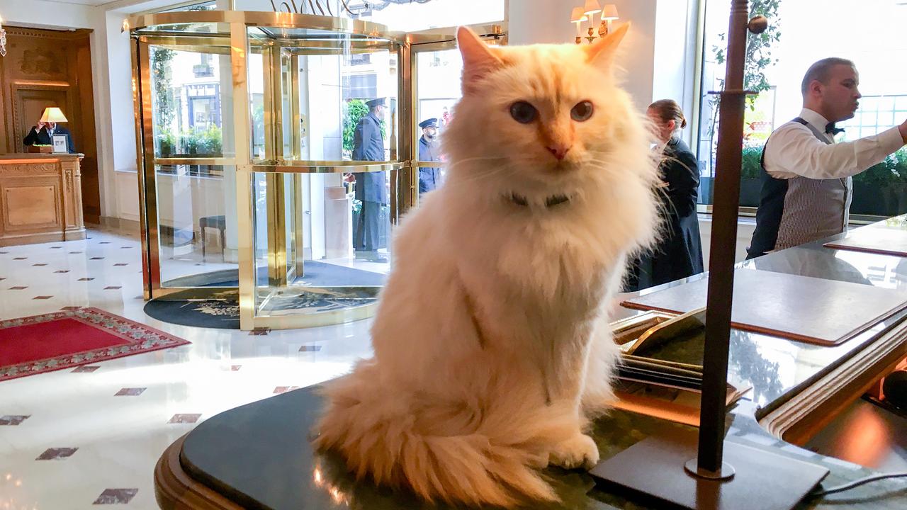 © ORF/Autentic/Lona Media Die Katze Fa-Ron lebt im Pariser fünf Sterne Palace Hotel „Le Bristol" und bewegt sich völlig frei im gesamten Gebäude. Sie ist der Liebling der Gäste.