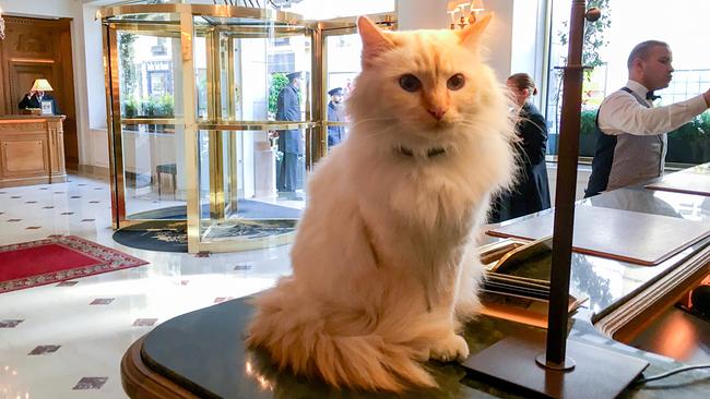 Die Katze Fa-Ron lebt im Pariser fünf Sterne Palace Hotel „Le Bristol" und bewegt sich völlig frei im gesamten Gebäude. Sie ist der Liebling der Gäste.