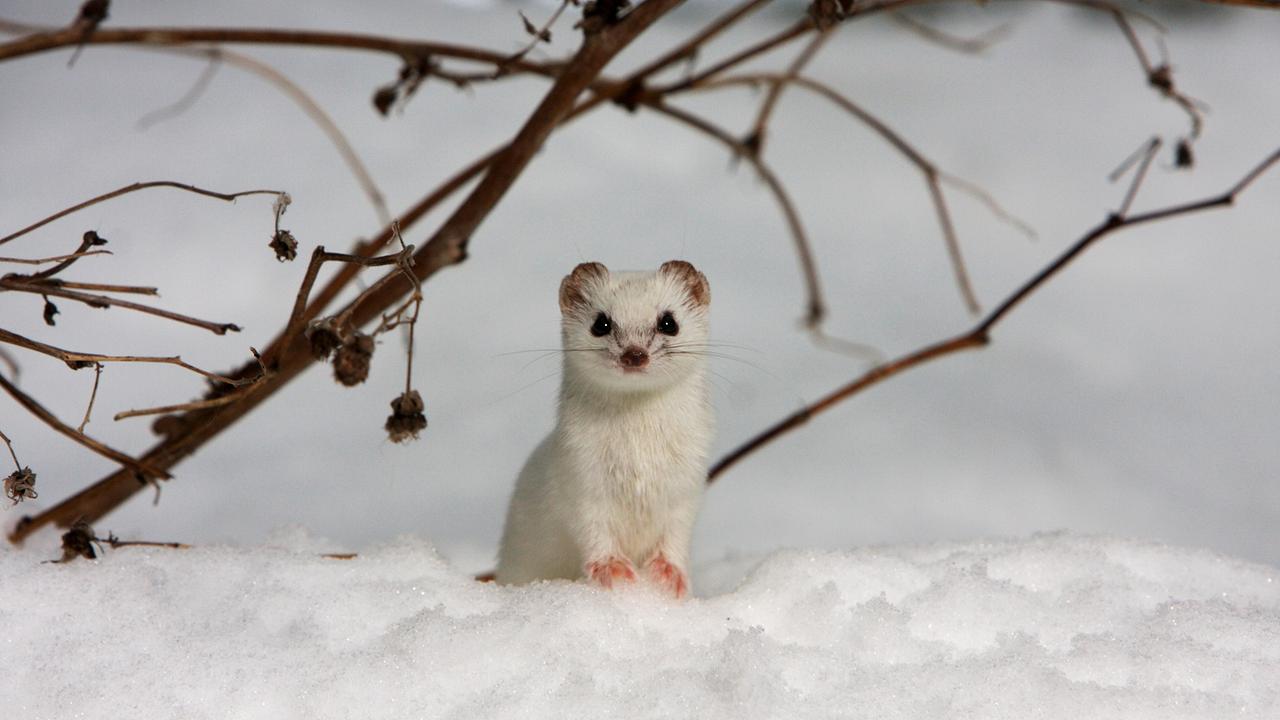Das Mauswiesel jagt seine Beute, Wühlmäuse, selbst durch deren Tunnel unter dem Schnee.