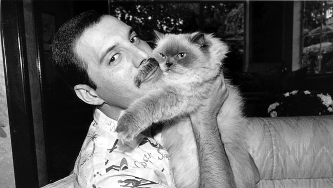 Freddie Mercury mit seiner Katze, 1988.