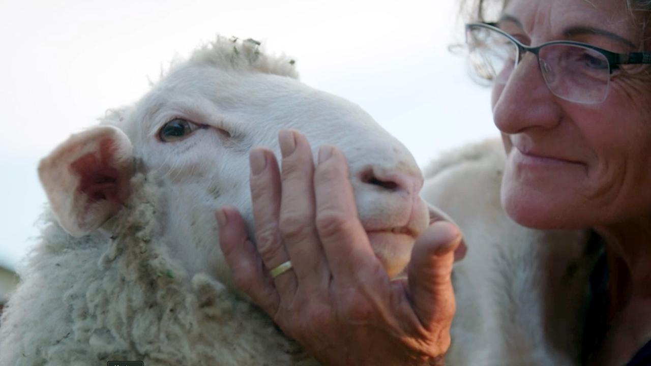 Schafe von Bäuerin Barbara