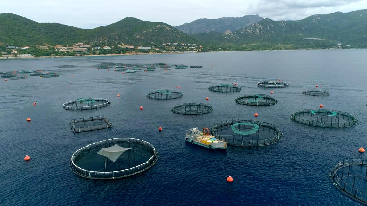Eine marine Aquakultur vor Korsika: Hier werden werden zum Beispiel Adlerfische gezüchtet.