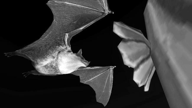 Marthin Rozo: Bat Experience