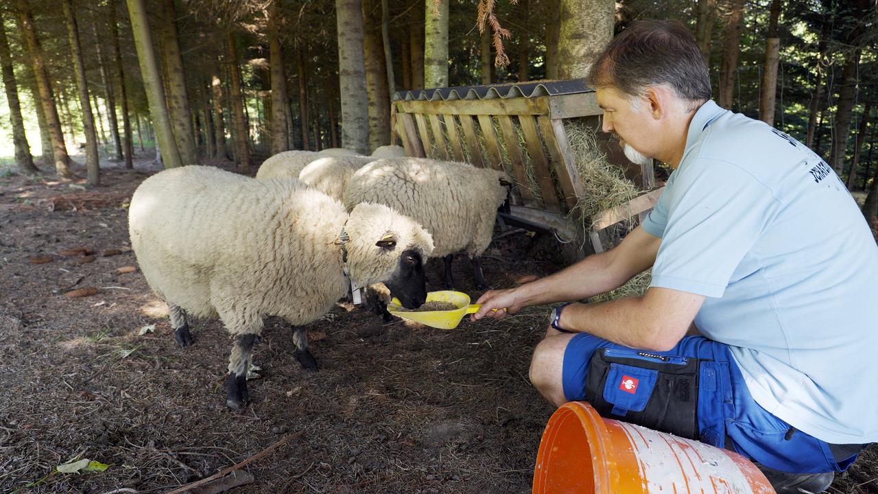 Wolfgang Ochabauer füttert seine Schafe