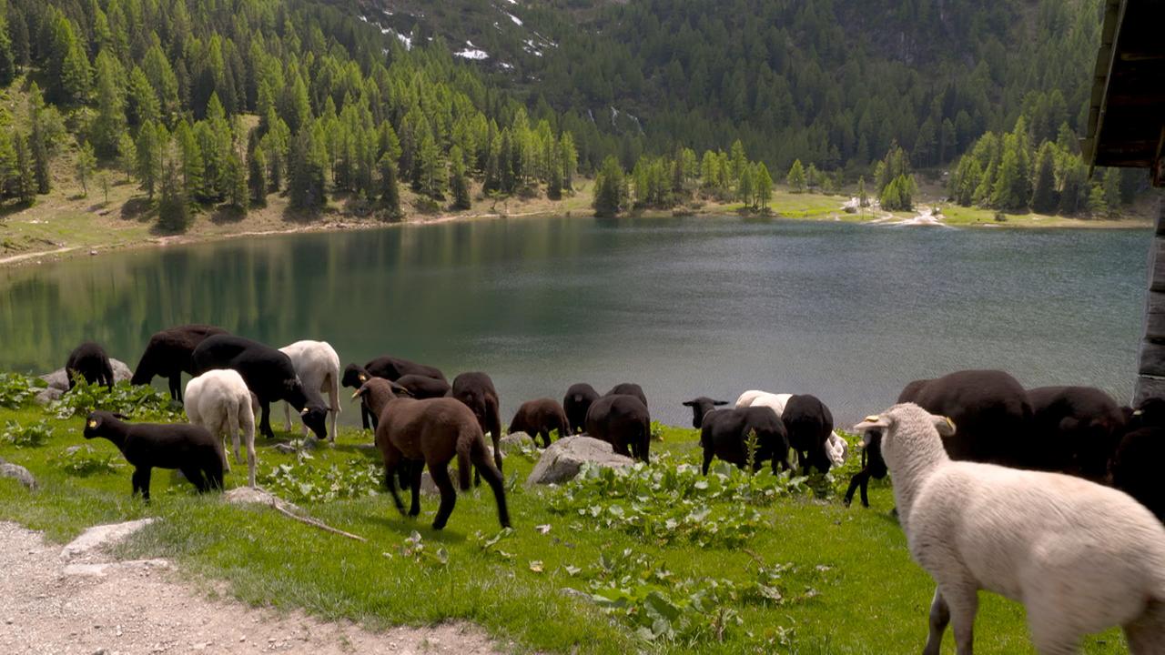 © ORF/Pammer Film Schafe am Duisitzkarsee
