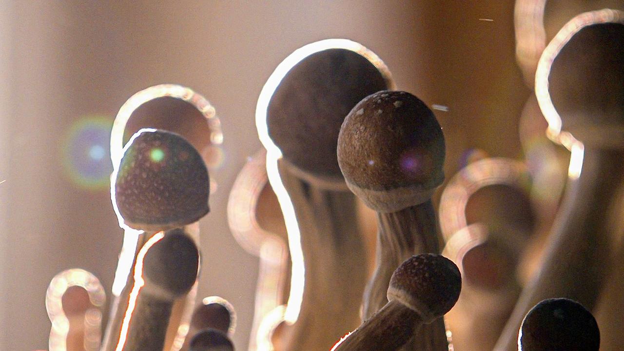 Psilocybin ist der Wirkstoff in magischen Pilzen.