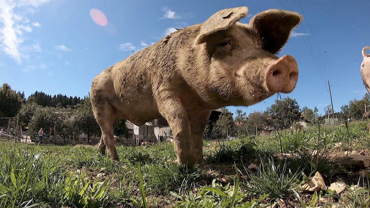 Schwein in artgerechter Tierhaltung.