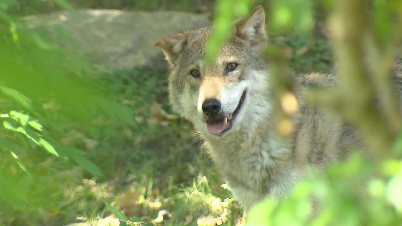 Report Wolfsjagd in Tirol