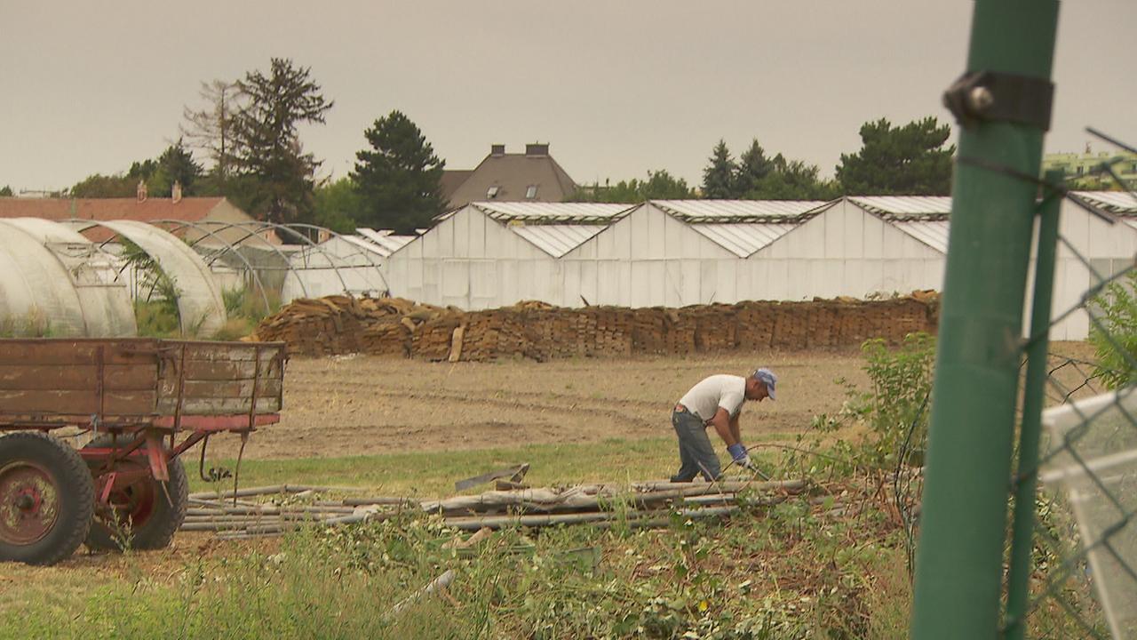 © ORF Ein Arbeiter der Holz sammelt. Im Hintergrund Glashäuser.