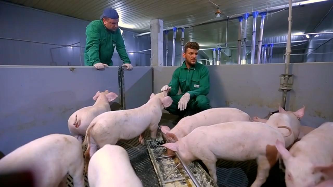 Thomas Brunner kommt aus Oberösterreich, er ist vor 17 Jahren in die Ukraine ausgewandert und betreibt dort eine große Schweinefarm (5000 Tiere) und baut eigenständig Getreide an.