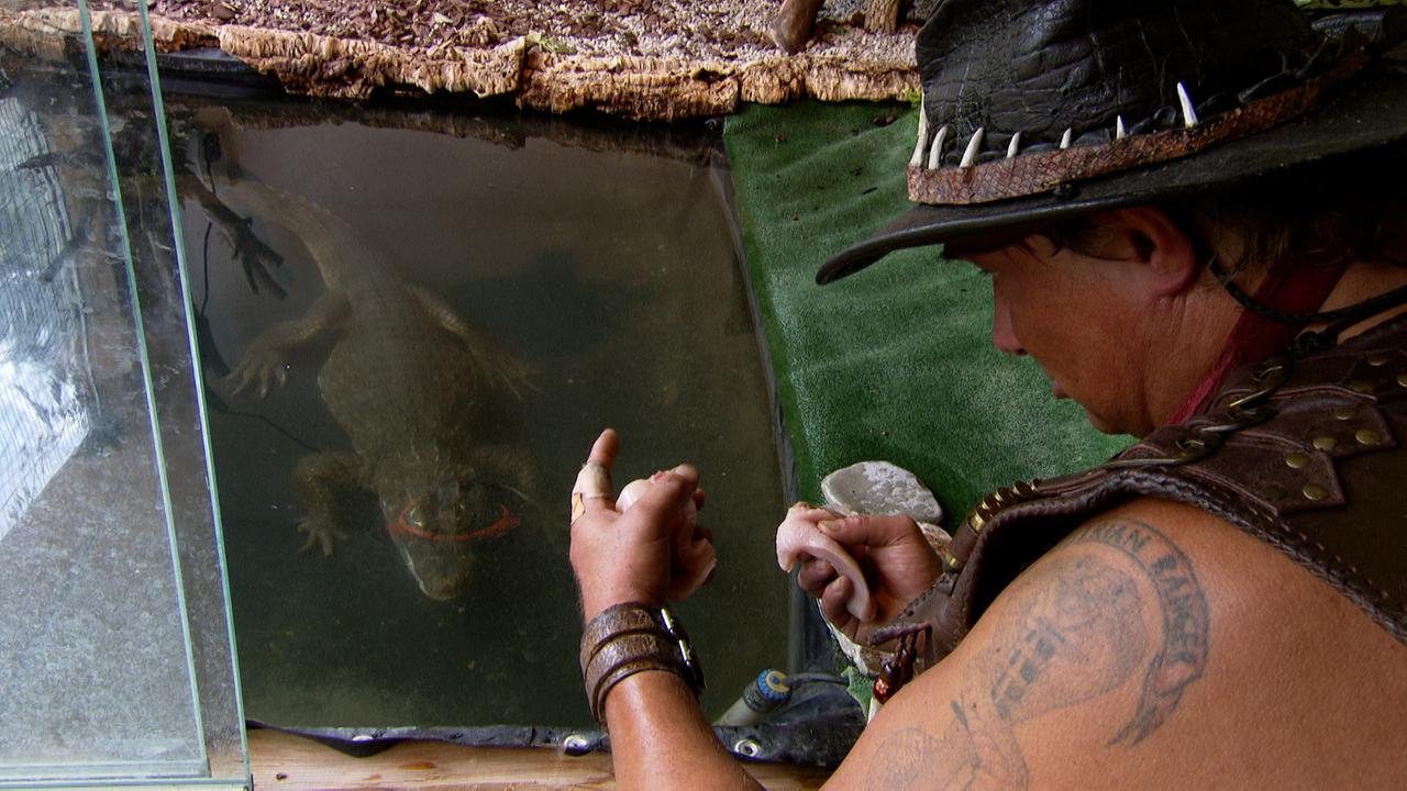 Kleiner Aligator im Wasser und sein Besitzer Peter mit einem Stück rohem Fleisch in der Hand.