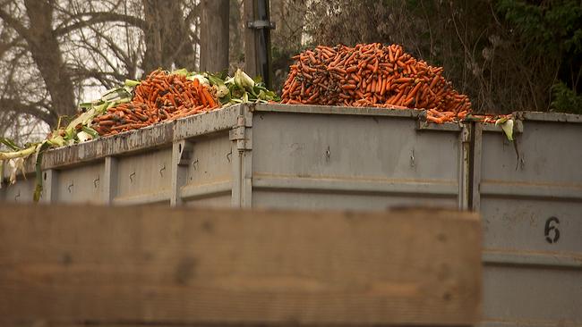 Alte Karotten in einem Container