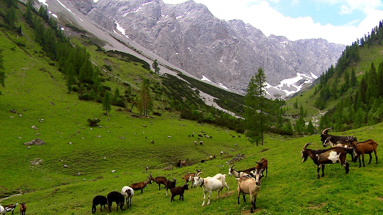 Ausblick Tarrentonalm mit Pferden auf der Wiese