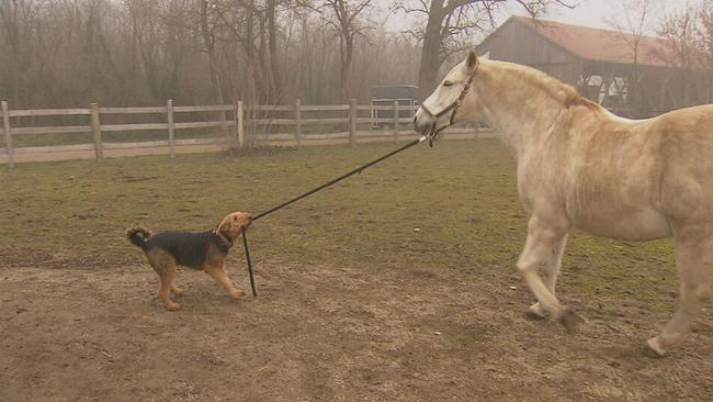 Hund zieht Pferd an der Leine 