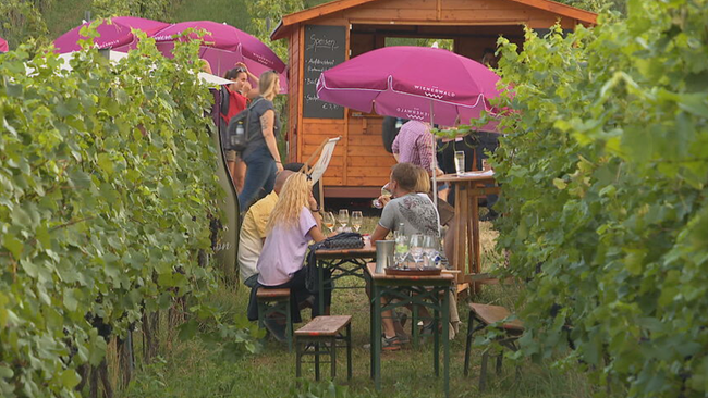 © ORF / Seitenblicke Heurigentisch zwischen Weinreben, Wanderer im Hintergrund