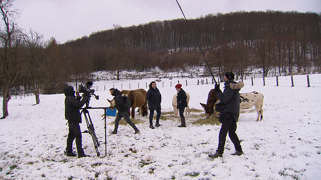 Koppel mit Schnee bedeckt, ein Kamerateam mit langem Mikrofon, Scheitz und Hofinhaberin mit Eseln und Ponys davor
