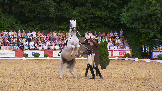 Ein Lipizzaner-Hengst steht bei der Gala in Heldenberg auf seinen Hinterbeinen.