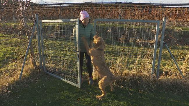 © ORF / Seitenblicke Hund springt an Kristina Sprenger hoch