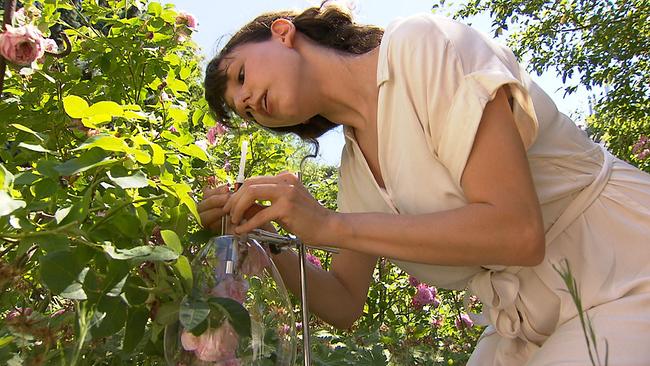 Julia Asenbaum extrahiert den Duft der Klimtrose 