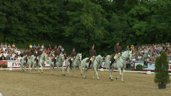 © ORF / Seitenblicke Sechs Lipizzaner bei der Lipizzaner-Gala