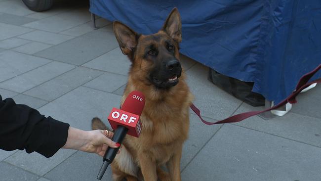 © ORF / Seitenblicke Der Hund von Kommissar Rex