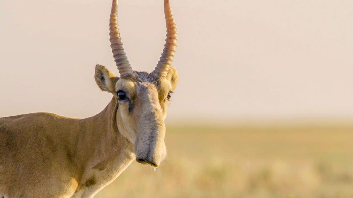 Ein Saiga-Antilopen Männchen mit der typischen rüsselartigen Nase und geschwungenen Hörnern. Der Ausschnitt ist so gewählt, dass es nur bis zur Schulter zu sehen ist.