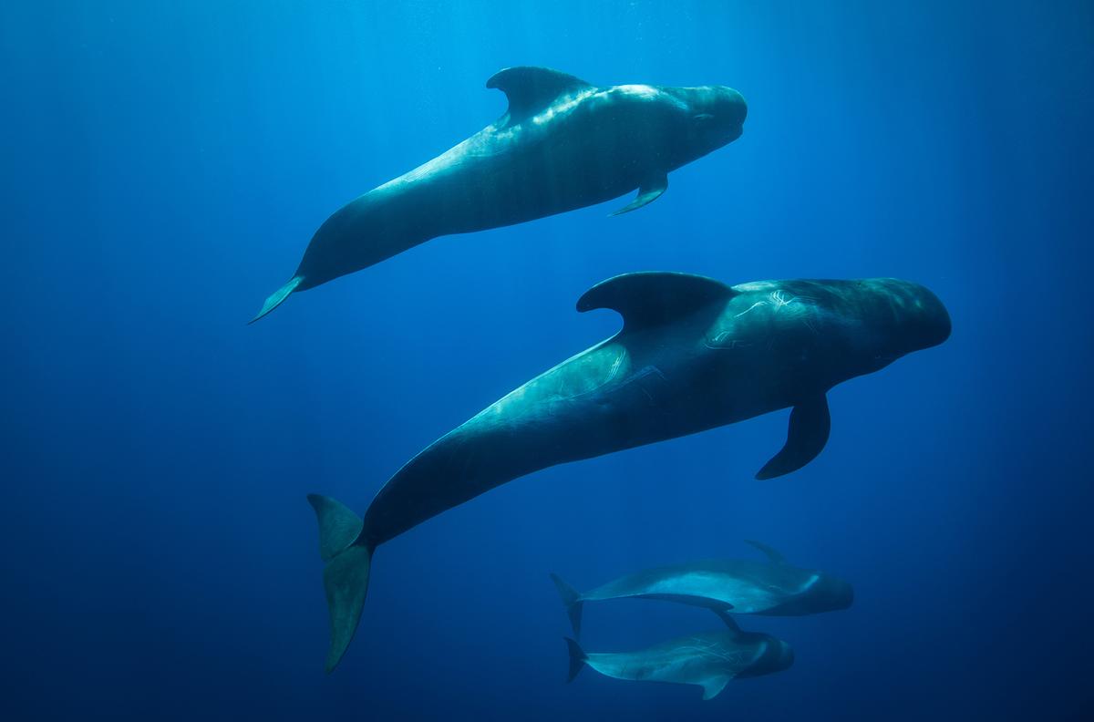 Zwei erwachsene Wale und zwei Jungtiere unter Wasser.