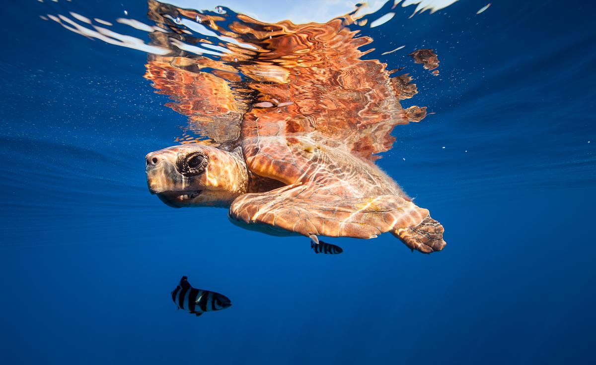 Eine Meeresschildkröte schwimmt nahe an der Wasseroberfläche, die Spiegelung ist über ihr zu sehen. In der Nähe zwei kleine, hell-dunkel gestreifte Fische.