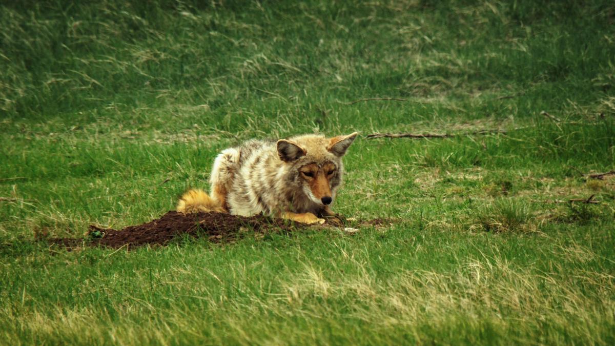 Ein Kojote lauert vor einem Erdhaufen, in dem sich ein Präriehund-Bau befindet. Er ist umgeben von grüner Wiese.