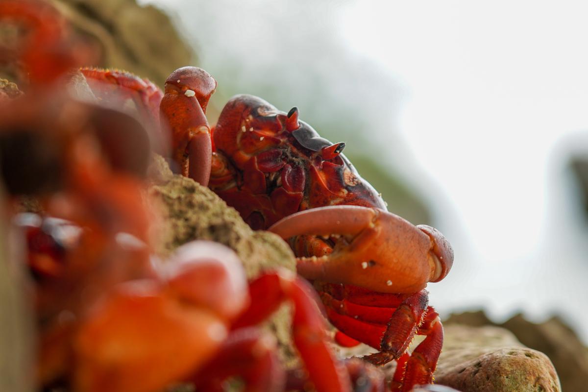 In der Mitte eine leuchtend rote Landkrabbe von vorne, der Kopf und die Scheren sind erkennbar. Weitere Krabben füllen den linken Bildvordergrund unscharf aus.