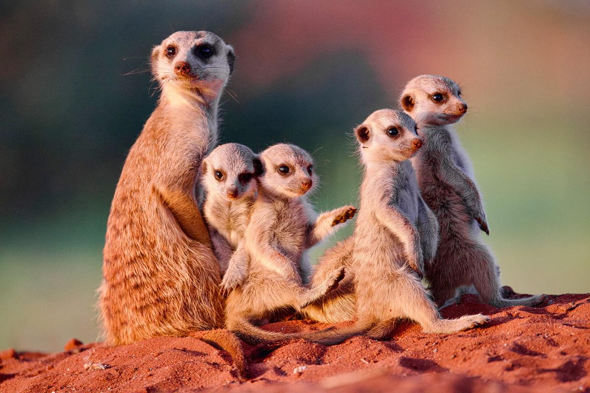 Ein erwachsenes Weibchen sitzt aufrecht im roten Sand, die vier Jungen neben sich.