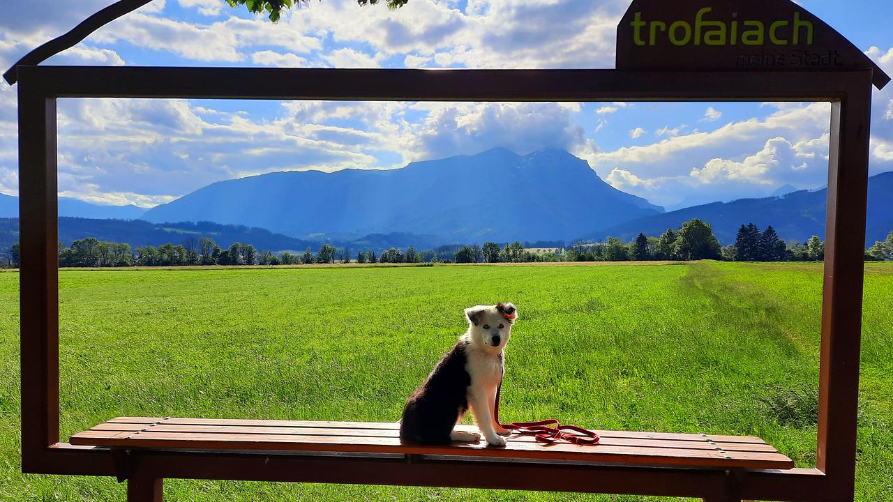 "Guten Morgen Österreich" - Haustierfoto: Bella