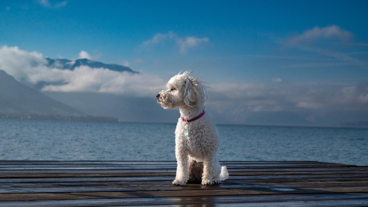 "Guten Morgen Österreich"-Haustierfoto
