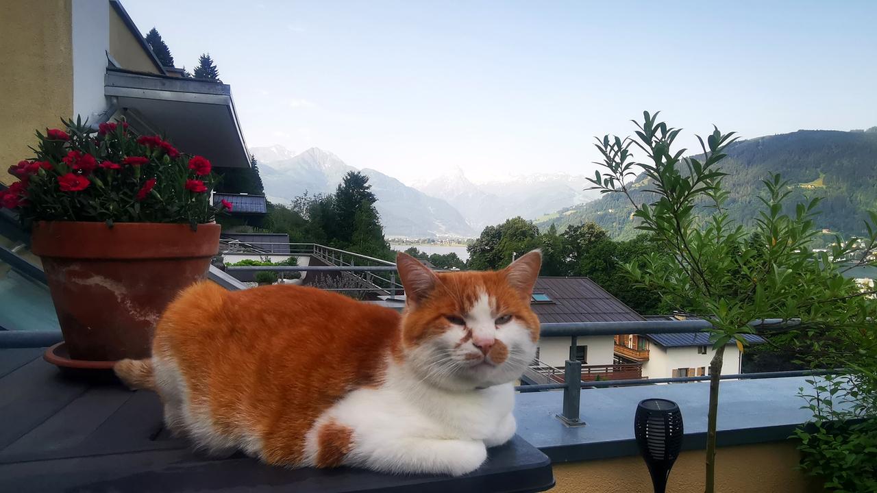 "Guten Morgen Österreich"-Haustierfoto