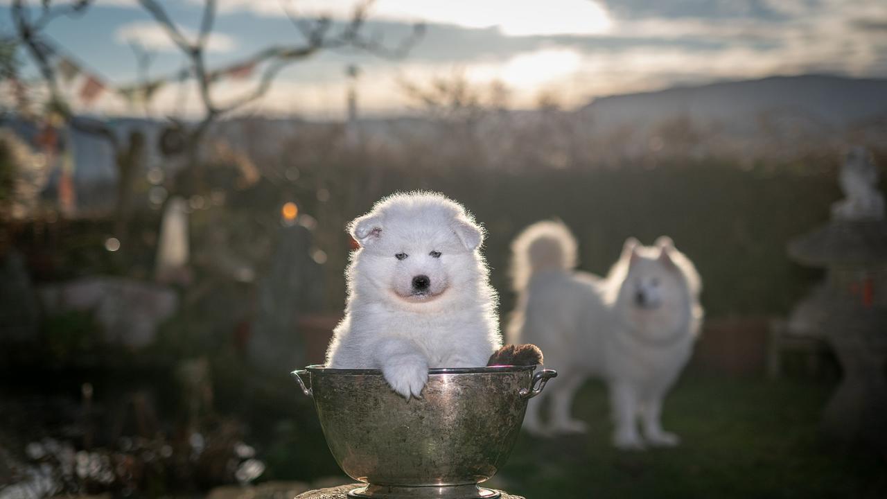 "Guten Morgen Österreich"-Haustierfotos