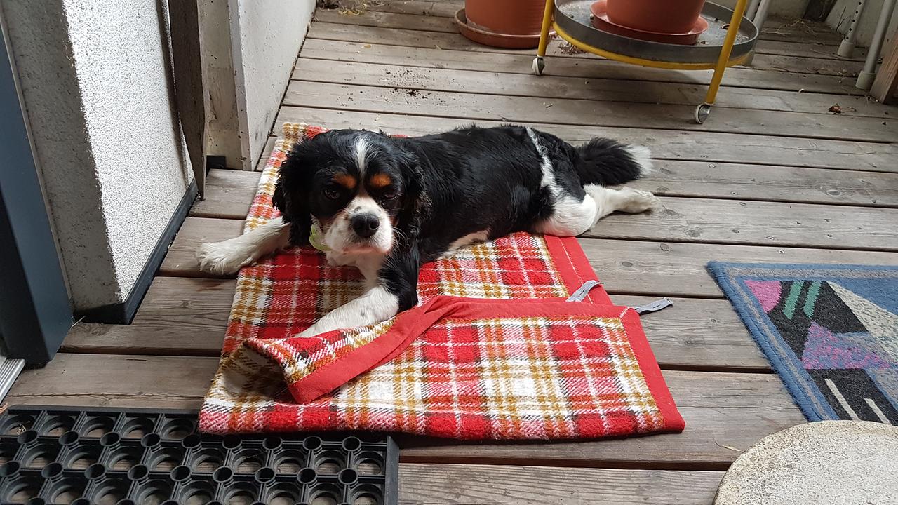 "Guten Morgen Österreich"-Haustierfoto