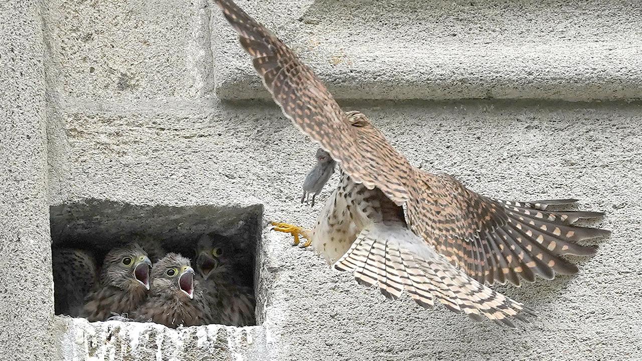 Foto eines Turmfalken im Stift Heiligenkreuz, der seinen Jungen eine Maus in den Unterschlupf zur Mauer der Stiftskirche bringt. (Elisabeth Fürst, Stift Heiligenkreuz)