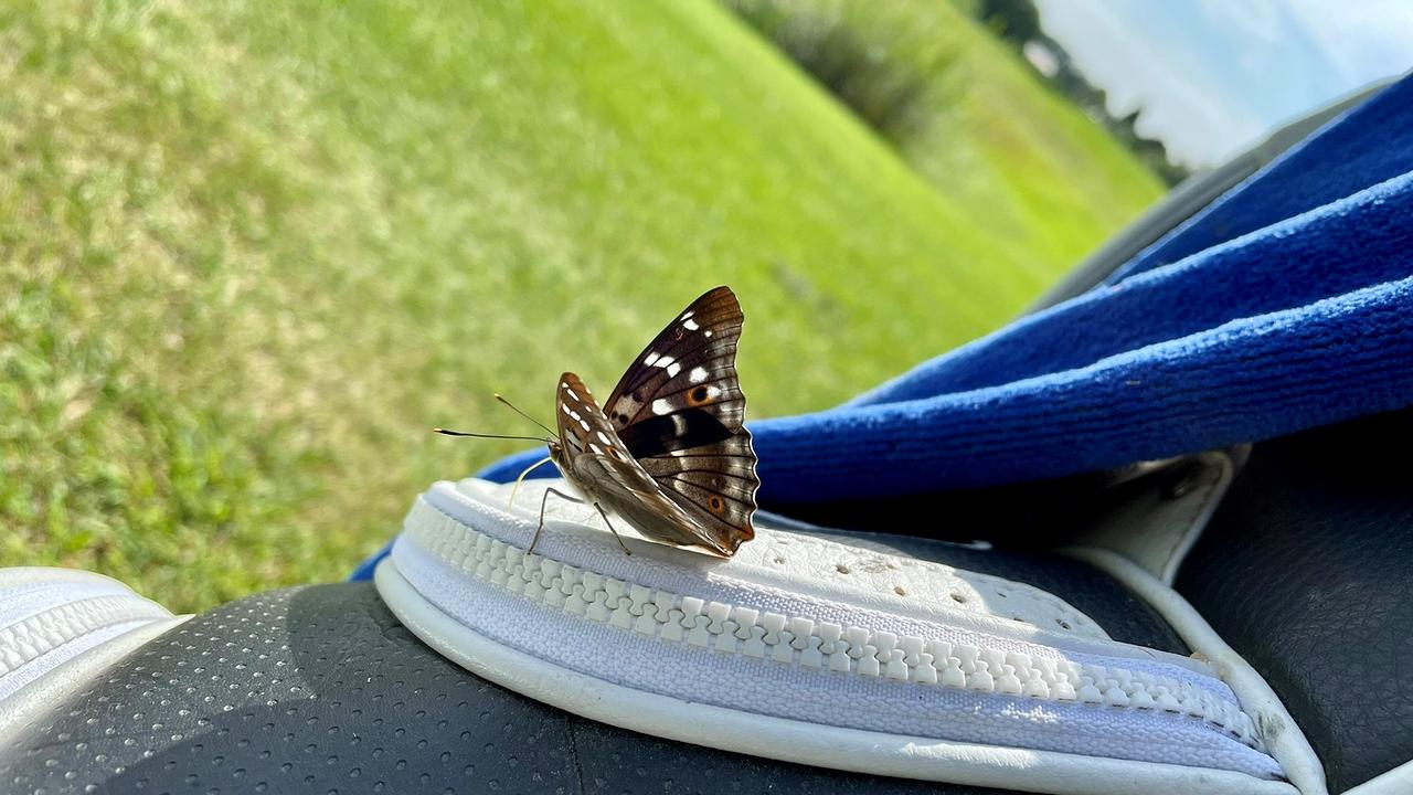 Der Schmetterling als Mitspieler am Golfplatz von Maria Bachofen.
